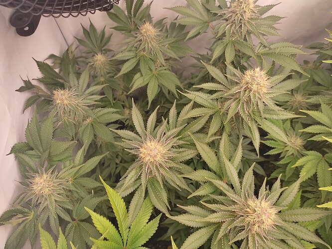 Growreport Bild 13