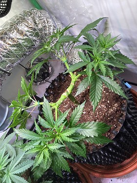 Growreport Bild 6