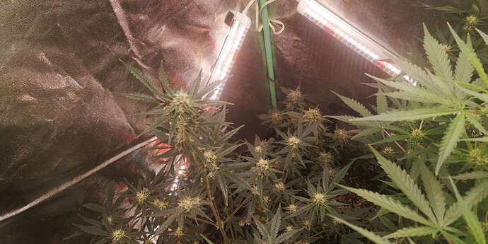 Growreport Bild 9