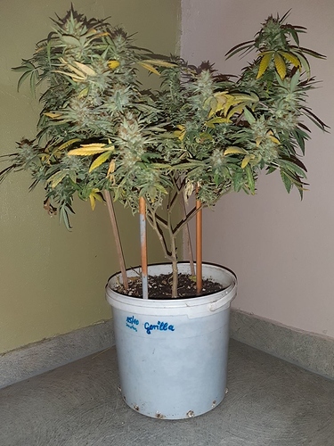 Growreport Bild 4
