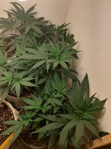 Growreport Bild 1
