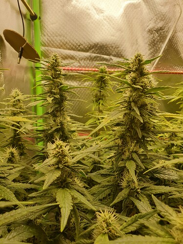 Growreport Bild 3