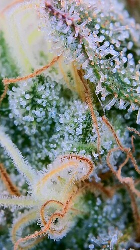 Growreport Bild 5