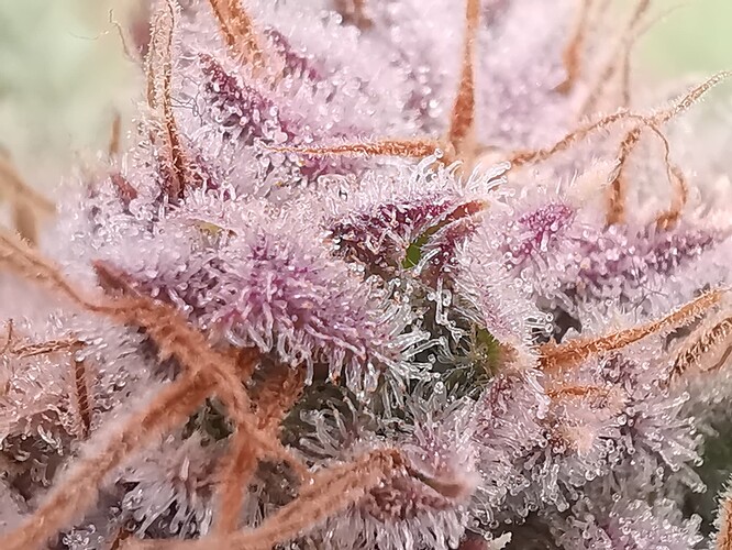 Growreport Bild 49
