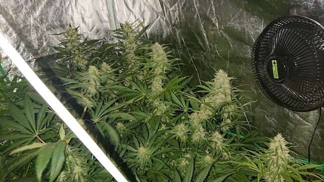 Growreport Bild 2