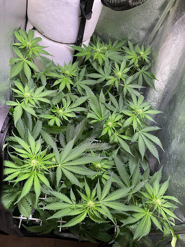 Growreport Bild 33