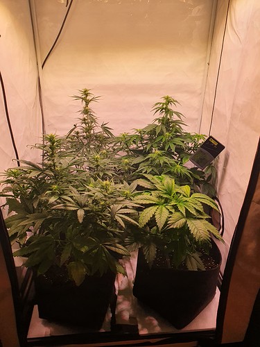 Growreport Bild 1
