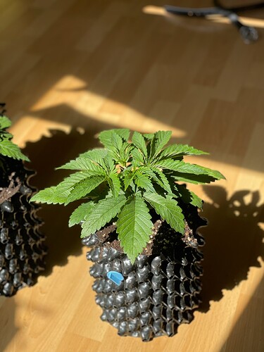Growreport Bild 23