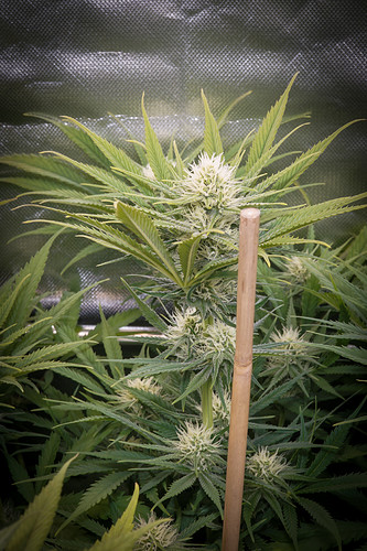Growreport Bild 8