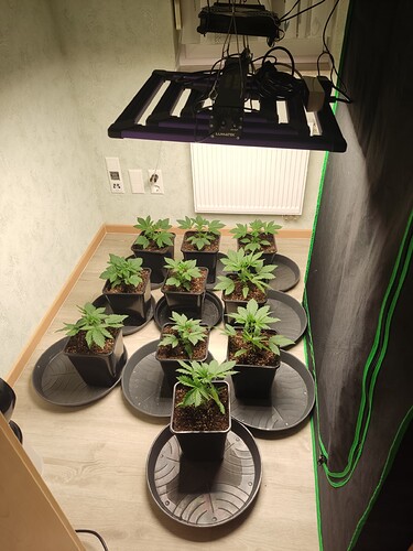 Growreport Bild 1