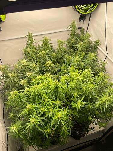 Growreport Bild 1