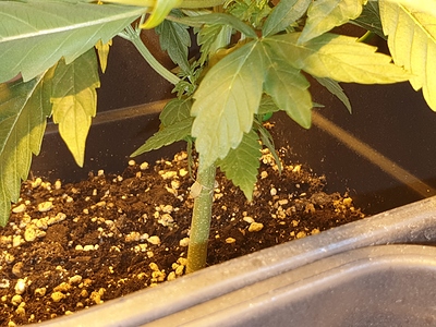 Growreport Bild 12