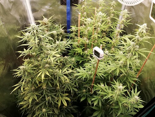 Growreport Bild 67