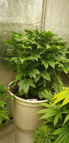 Growreport Bild 9