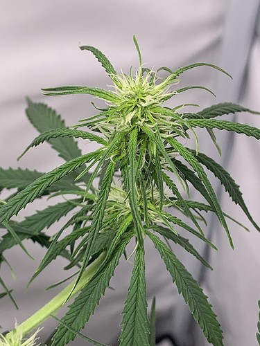 Growreport Bild 15