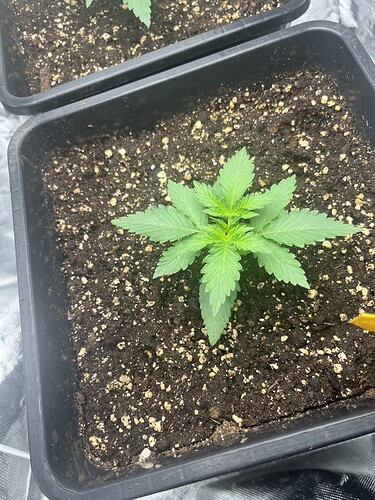 Growreport Bild 1