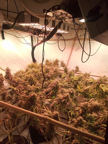 Growreport Bild 12