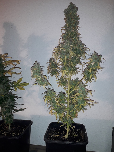 Growreport Bild 4