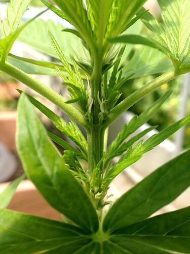 054_AutoBluete06_GCA