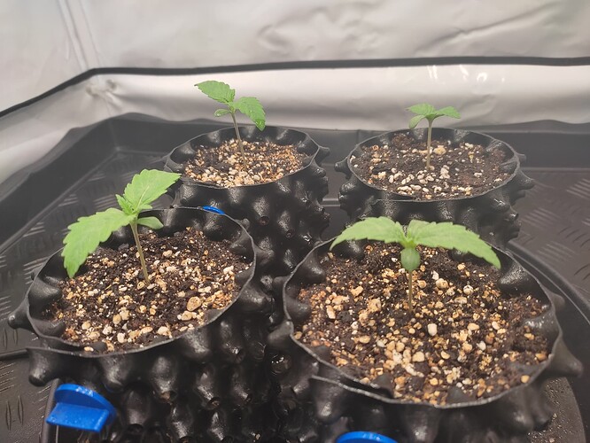 Growreport Bild 5