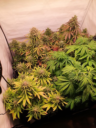 Growreport Bild 3