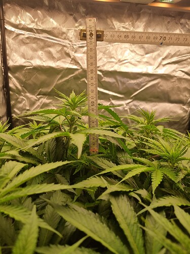 Growreport Bild 37