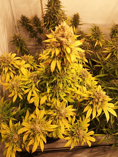 Growreport Bild 1