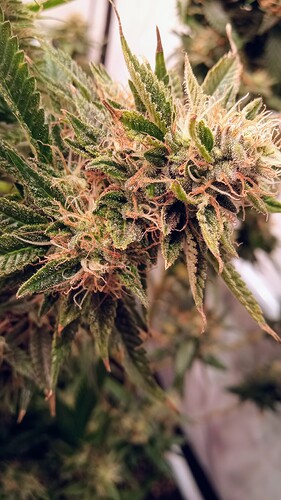 Growreport Bild 58