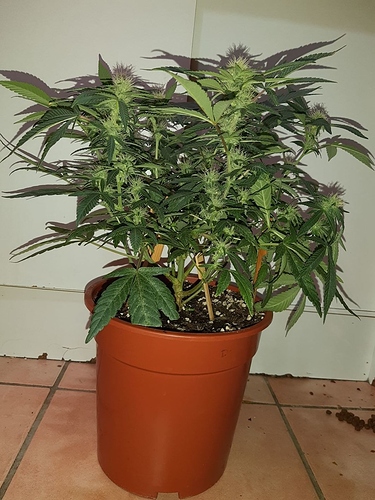 Growreport Bild 1