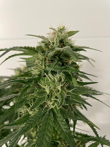 Growreport Bild 4