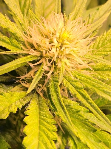 Growreport Bild 8