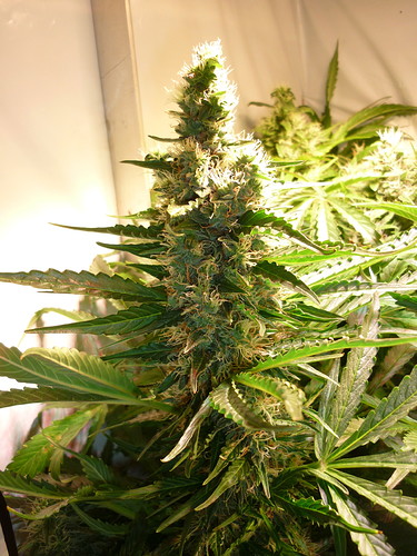 Growreport Bild 2