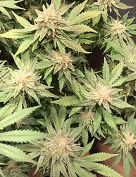 bananakush_OG_bt48_full