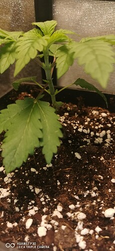 Growreport Bild 30
