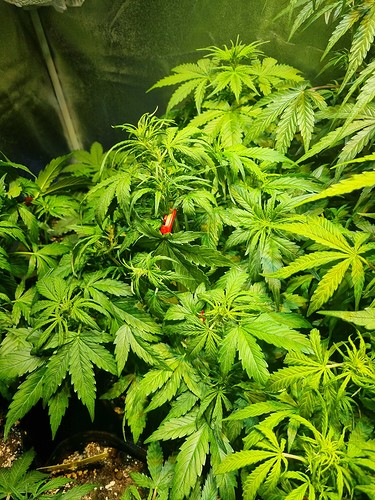 Growreport Bild 9