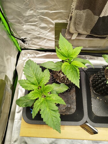 Growreport Bild 3