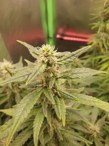 Growreport Bild 4