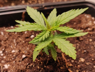 Growreport Bild 14