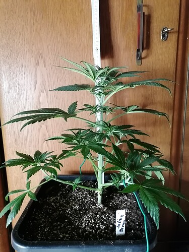 Growreport Bild 21
