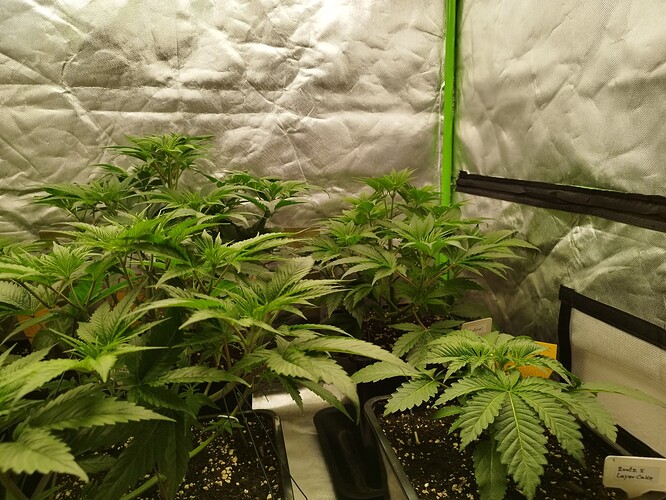 Growreport Bild 7