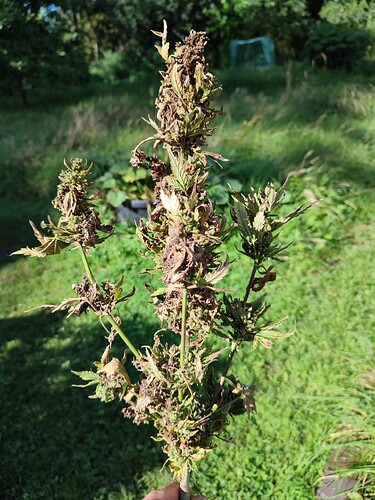 IMG_20230905_105336 - Kopie