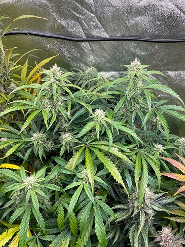 Growreport Bild 16