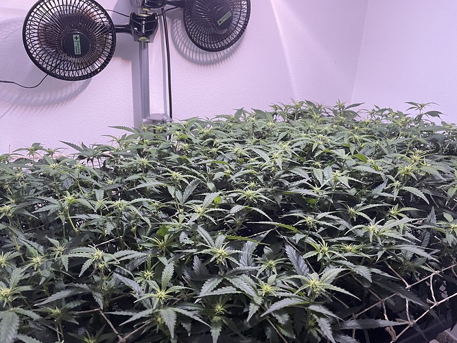 Growreport Bild 11