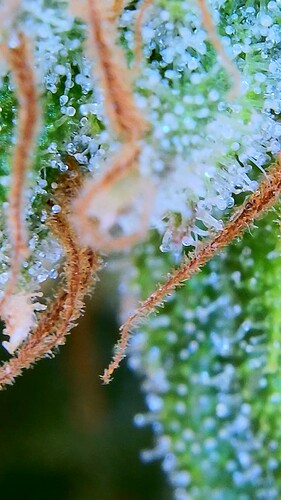 Growreport Bild 4
