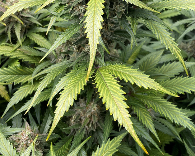 Growreport Bild 3