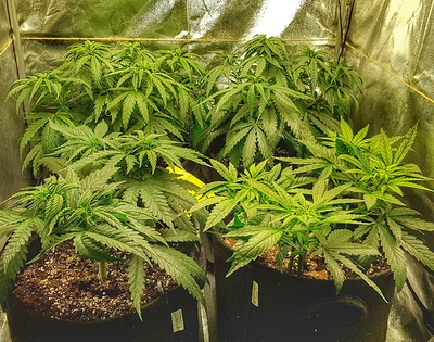 Growreport Bild 5