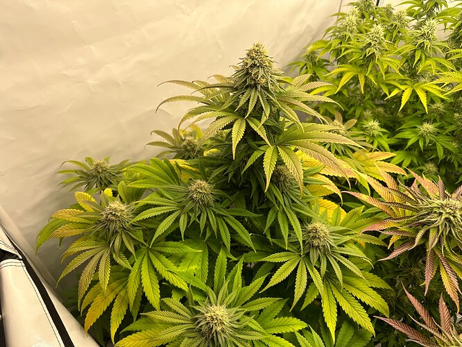Growreport Bild 1