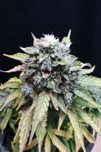 Growreport Bild 6