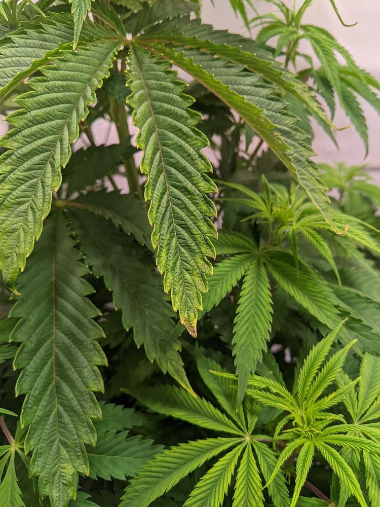 Mangel oder Überdüngung? GrowProbleme Forum