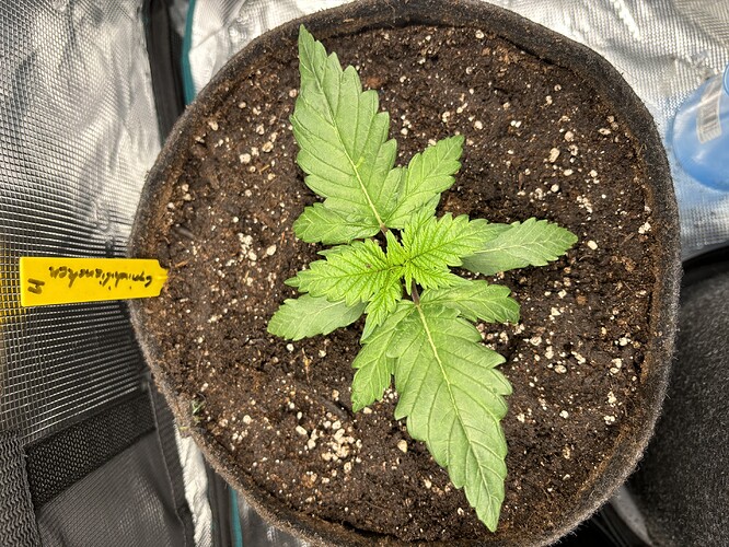 Growreport Bild 149